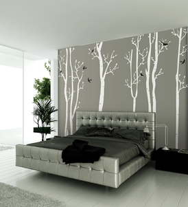 Birch Trees in Forest