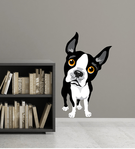Boston Terrier Dog