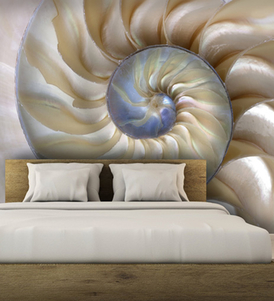 The Amazing Shell Pattern