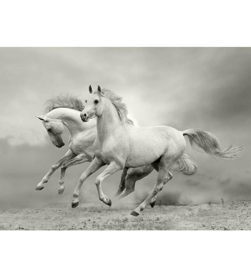 The White Horses - 212 - Wallskin